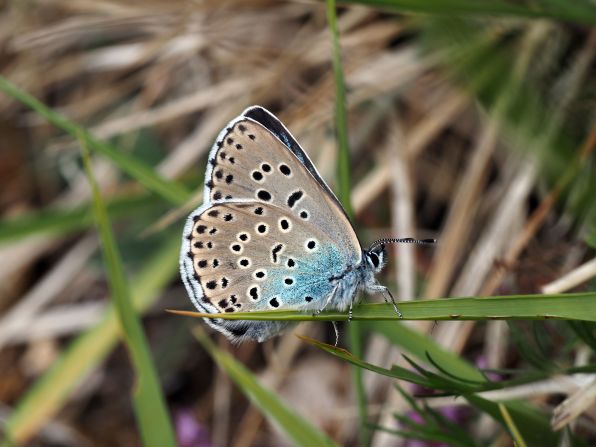 Extinct in the British countryside for 40 years, the <a href="index-67.html" target="_blank">large blue butterfly</a> was successfully reintroduced in 2020. Conservationists spent five years preparing the area in Rodborough Common in Gloucestershire, southwest England, for the butterfly's return, with around 750 of the distinctive insects appearing last summer. 