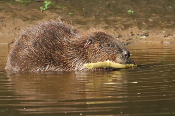Hunted for their fur, which produces a felt that was <a href="https://humwp.ucsc.edu/cwh/feinstein/A brief history of the beaver trade.html" target="_blank" target="_blank">used extensively</a> in hat-making, beavers all but disappeared from rivers across <a href="https://ptes.org/get-informed/facts-figures/eurasian-beaver/" target="_blank" target="_blank">Europe</a> and <a href="https://defenders.org/wildlife/beaver" target="_blank" target="_blank">North America</a>. In the UK, they were absent from the wild for <a href="index-69.html" target="_blank">400 years</a>, but have been <a href="index-69.html" target="_blank">reintroduced to Devon</a>, in the west of England, and London's Enfield and <a href="index-70.html" target="_blank">Ealing</a> districts.