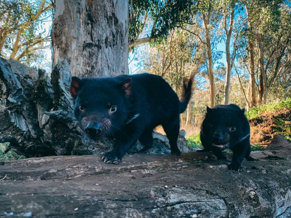 The <a href="index-63.html" target="_blank">Tasmanian devil</a> hasn't always been restricted to Tasmania. Around 3,000 years ago, the cute marsupials once roamed across Australia but were forced out when dingoes arrived. Their numbers were further decimated by Devil Facial Tumor Disease (DFTD), a contagious form of cancer that killed 90% of the remaining population. In 2020, the creatures were reintroduced to a wildlife sanctuary in New South Wales in Australia, helping to expand the animal's population beyond its namesake island and  control feral cat and fox numbers.