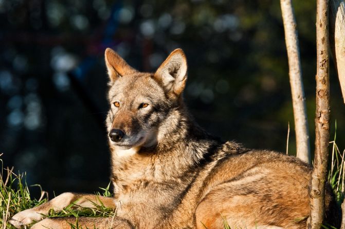 When hunting and habitat loss put the <a href="https://nywolf.org/learn/red-wolf/" target="_blank" target="_blank">red wolf </a> on the brink of extinction in the 1970s, conservationists rounded up the remaining animals for a captive breeding program. Just 17 were found, and in 1980, the species was declared extinct in the wild. The captive breeding program was a success, though -- four pairs were released in North Carolina in <a href="index-68.html" target="_blank" target="_blank">1987</a>, and the population peaked at 130 wolves in 2006. However, mismanagement of the program means the red wolf is facing extinction in the wild for the second time: in February 2021, there were just 10 known free-living animals.