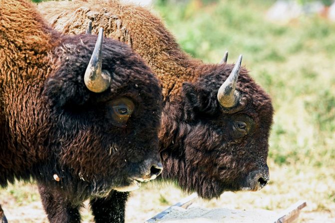 The Steppe bison was an important part of England's ecosystem until the giant mammals went extinct around <a href="index-65.html" target="_blank">10,000 years ago</a>. Now, Kent Wildlife Trust is leading a project to bring back its close relative, the European bison. The UK is one of the world's most <a href="https://www.wwf.org.uk/future-of-UK-nature" target="_blank" target="_blank">nature-depleted countries</a>, and the project hopes that as "ecosystem engineers" the bison will help to revive Kent's ancient woodland. The first herd was released into woods near Canterbury in 2022. 