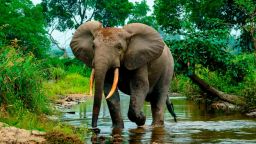 African forest elephant (Loxodonta cyclotis) in Lekoli River, Odzala-Kokoua National Park, Cuvette-Ouest Region, Republic of the Congo. (Photo by: Education Images/Universal Images Group via Getty Images)